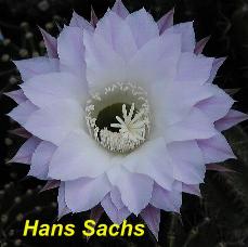 EP-H. Hans Sachs.4.1.jpg 